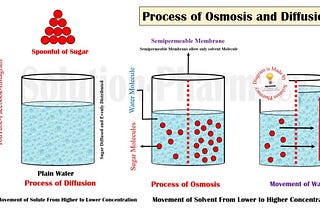 What is Osmosis?