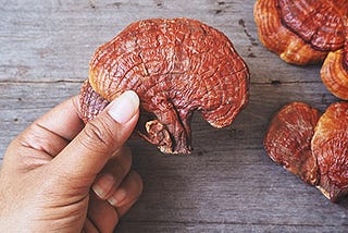 Your Guide to Ganoderma and its benefits