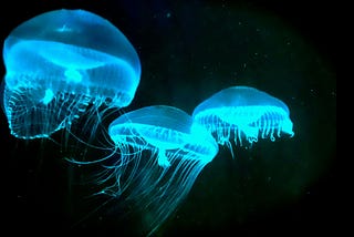 The Beauty of Bioluminescence