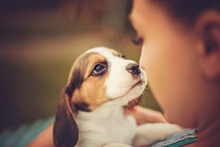 Top 10 Important things to make before adopting a pet