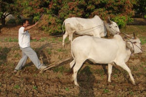 The agricultural surplus and full employment