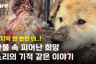 Sori: A Beacon of Hope Amidst the Flames