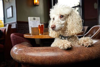 Dog Friendly Pubs Near Me