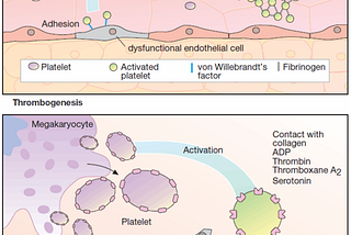 Thrombogenesis and Aggregation of platelets by GPIIB-IIIA