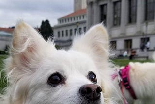Finding An Affordable Dog Sitter In Berkeley