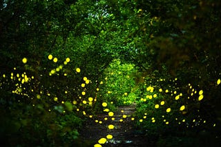 Lightning Bugs