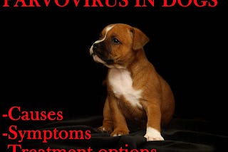 Parvovirus in dogs: causes, symptoms and treatments