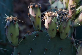 7 Really Cool Cactus Plants You Can Propagate