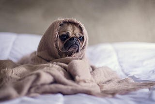 A pug covered in a blanket with a look of disdain on its face