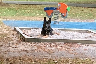 The writer pictures Finn, his dog in a sandbox at the local park.