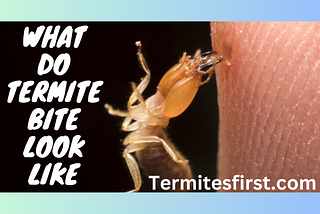 What Do Termite Bites Look Like