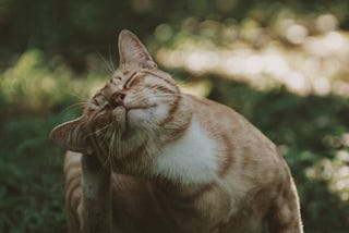 Try These Natural Treatments to Get Rid of Cat Ear Mites