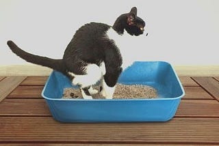 why do cats bury their poop?