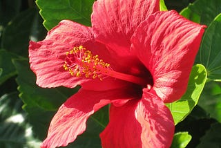 Hibiscus Tea Benefits Your Body Will Love (Recipe Inside!)