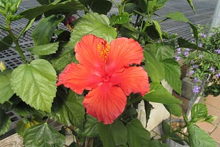 Hibiscus Propagation for Beginners