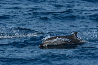 A TETE-A-TETE WITH THE BOTTLENOSE DOLPHINS