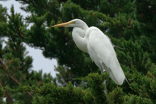 Conservation science benefits from collaboration; new paper in Waterbirds