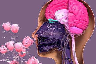 Smelling Trouble: What loss of smell tells you about brain health