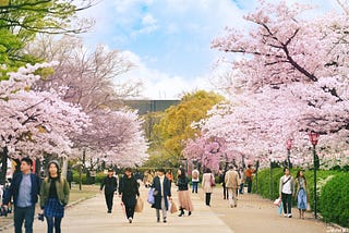 In Japan, Why Does School Start in April? (And Everything Else Too?)