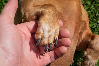 How to Stop a Dog Nail Bleeding || How to Stop a Dog’s Nail From Bleeding