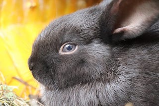 How To Tell If Your Rabbit Is Depressed?