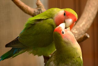 Why Love Birds are Beautiful Birds