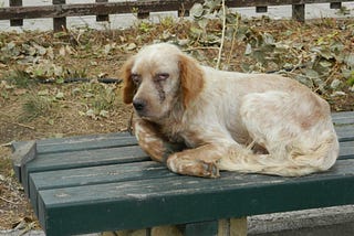 The Saddest Dog I’ve Ever Seen