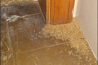 large pile of dead termites in kitchen picture