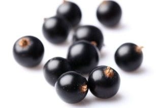 The Seed Oil: Blackcurrant Seed Oil