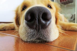 The Superpower of a Dog’s Incredible Nose