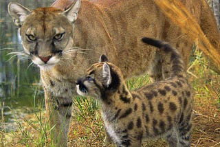 Florida Panther