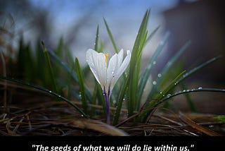 The Seeds Within