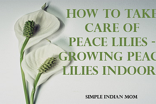 How To Take Care Of Peace Lilies — Growing Peace Lilies Indoors