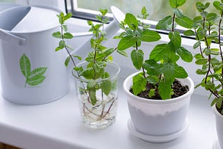 Grow mint indoors for a year-round supply of this cool, refreshing herb.