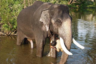 Feeding the Animals at Masinagudi