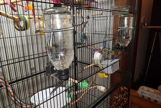 A Better Bird Ep 12 Migrating 6 Budgies From Cage To Aviary — Video