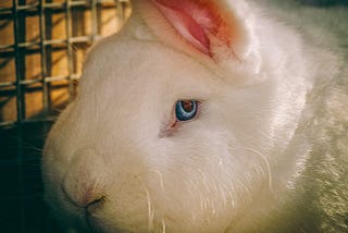 How To Tell If Your Rabbit Is Blind?