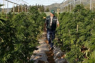 Colombia: An Exciting New Landscape for the Cannabis Industry