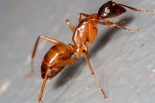 Carpenter ants vs Termite