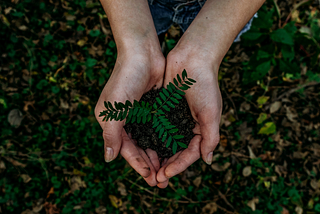 Introduction to Companion Planting