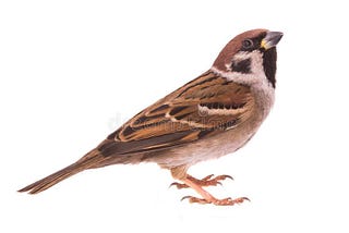 House Sparrows