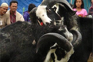 Sheep Fighting in Subang