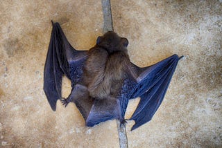 Different Types Of Bats