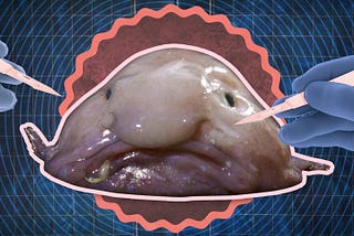 On Ugliness of Blobfish, Culpable Ignorance and God's Guilt, by Naila  Latif