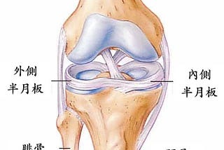 膝半月板撕裂（Meniscal Lesions）