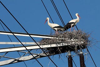 Does cell phone towers kill birds? | How to save birds from Radiation?