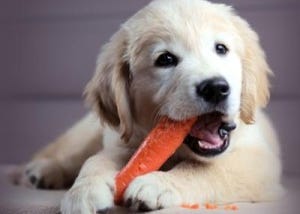 cute-golden-retriever-puppy-eating-carrot-21532163