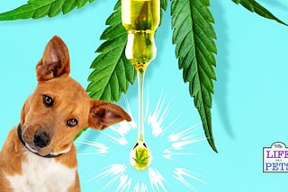 4 Different Ailments CBD May Help To Treat