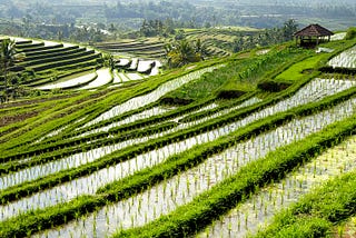 Project: Classifying Nitrogen Deficiency Levels in Rice Crops