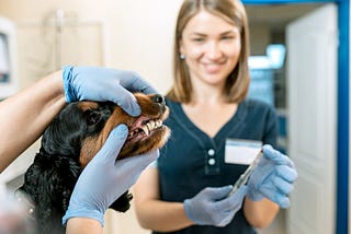 Explore Veterinary Dentistry: Dental Problems, Solutions, and Surgical Instruments